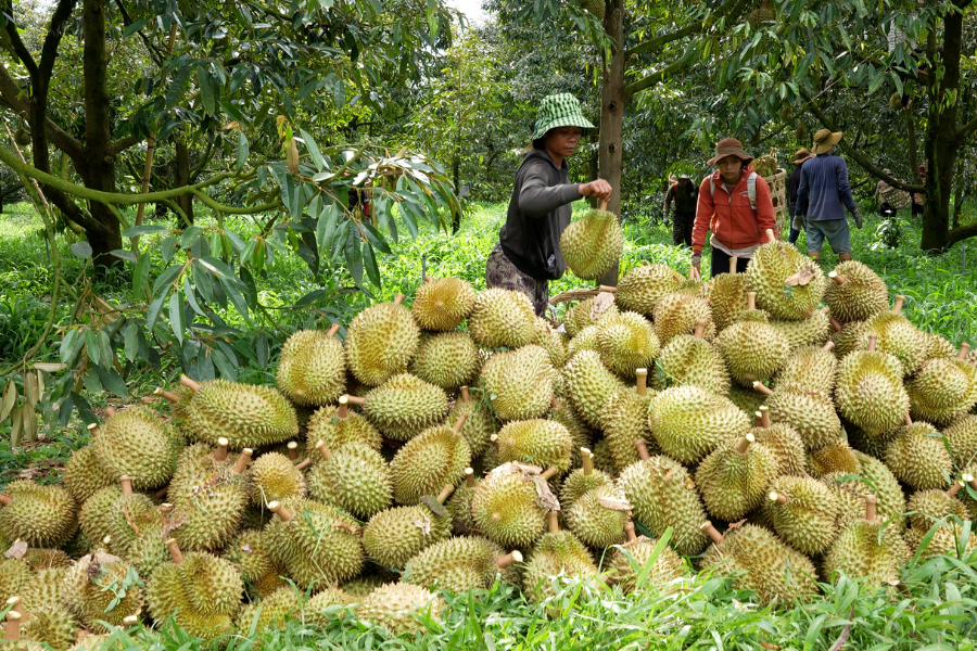 Tối ưu năng suất thực tế