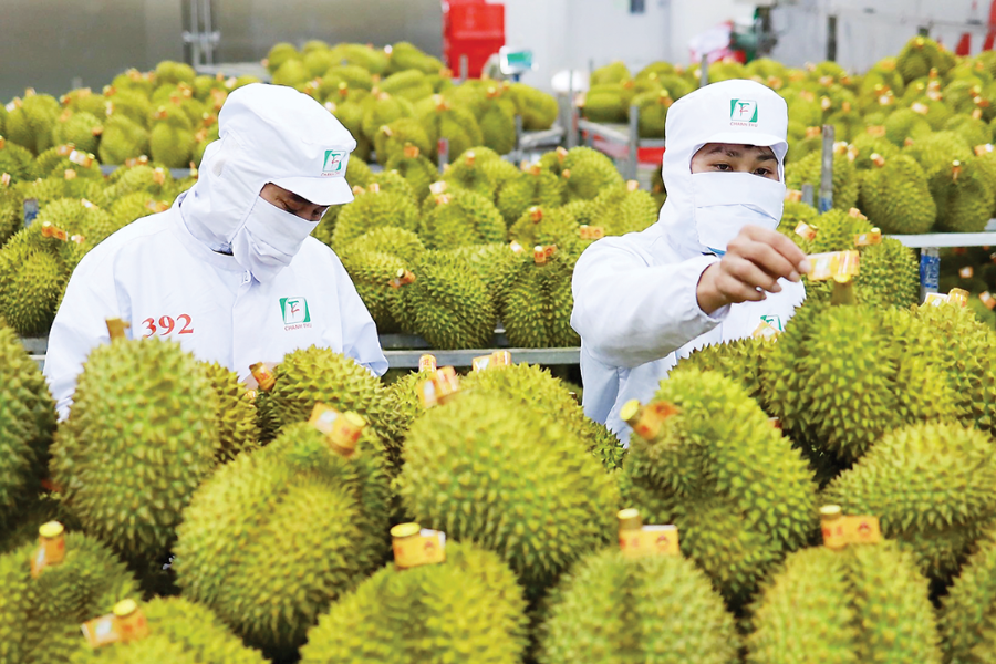 Nông sản sạch chuẩn xuất khẩu
